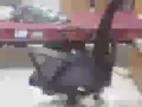 nick2445 online show from 04-25-26, 03:31