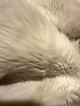 Jackoff2345 online show from 10-26-25, 03:34