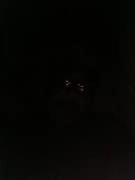 Snapshot of bruno_324278 chatting on 05-28-26, 02:53 bruno 324278 online show from 05-28-26, 02:53