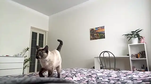 Snapshot of GingerMikos chatting on 11-06-25, 08:04 GingerMikos online show from 11-06-25, 08:04