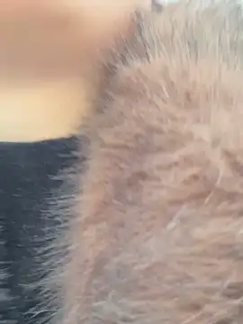 SashaCatt online show from 11-23-25, 06:57