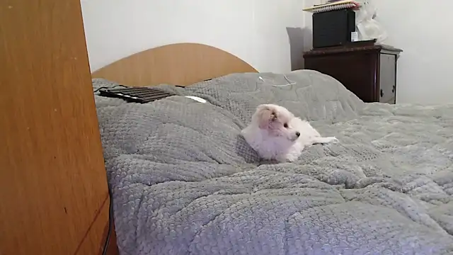 MissyDior8 online show from 02-04-26, 09:59