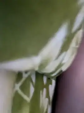 Snapshot of Aalam_0890 chatting on 12-15-25, 11:03 Aalam 0890 online show from 12-15-25, 11:03