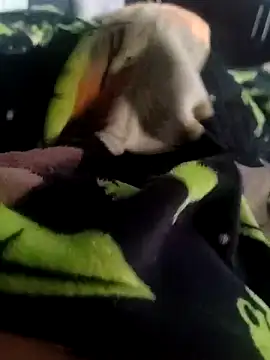 Snapshot of Pretinho_dotado chatting on 12-20-25, 08:21 Pretinho dotado online show from 12-20-25, 08:21