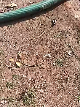 janbi sexe online show from 01-15-26, 05:01