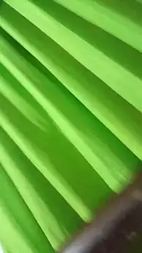 saray reesee online show from 02-28-26, 04:24