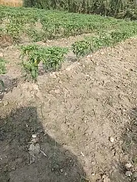 Snapshot of Shivanisingh4 chatting on 03-29-26, 03:17 Shivanisingh4 online show from 03-29-26, 03:17