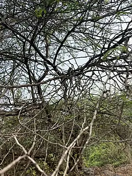 goodboyTelugu online show from 02-02-26, 03:05