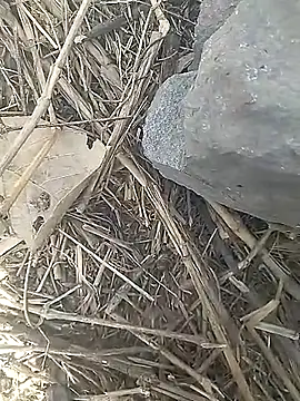 Cute Boy 4 online show from 03-13-26, 10:00