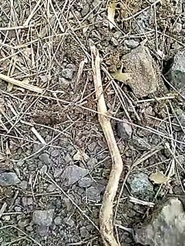 Cute Boy 4 online show from 04-08-26, 07:30