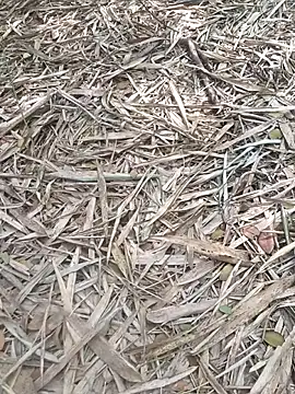 kalai 32 online show from 02-06-26, 06:51