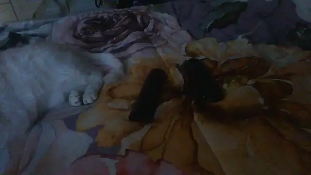 luanahot1 online show from 03-31-26, 07:42