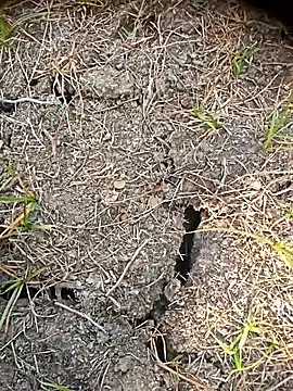 Ambala1 online show from 04-23-26, 02:35