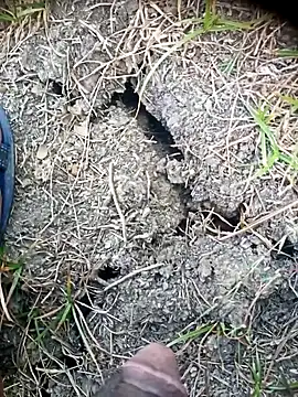 Ambala1 online show from 04-24-26, 02:03