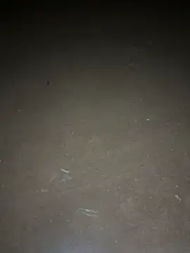 yingzi003 online show from 04-16-26, 12:39