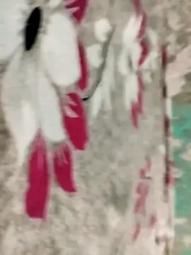 badmasss69 online show from 04-16-26, 10:01