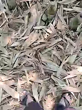 ThethunderPo online show from 02-21-25, 05:24