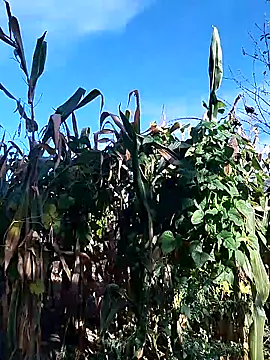 Snapshot of sarpe4 chatting on 09-28-25, 06:19 sarpe4 online show from 09-28-25, 06:19