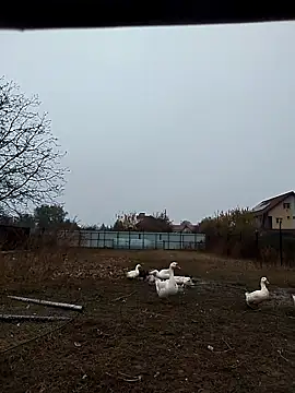 Snapshot of sarpe4 chatting on 11-02-25, 06:38 sarpe4 online show from 11-02-25, 06:38