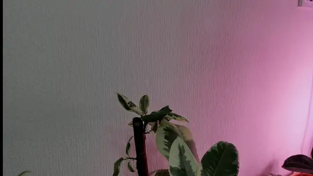 Snapshot of BowToYourWeakness chatting on 02-08-25, 01:01 BowToYourWeakness online show from 02-08-25, 01:01