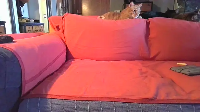 Snapshot of naked_bear chatting on 02-05-25, 10:41 naked bear online show from 02-05-25, 10:41