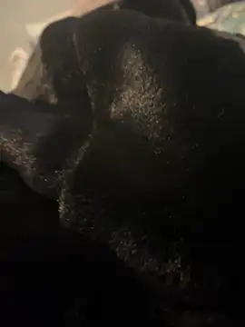 Furdale online show from 12-20-24, 03:10