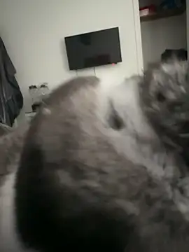 Furdale online show from 09-18-25, 04:31