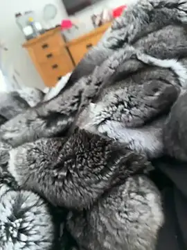 Furdale online show from 04-22-26, 03:13