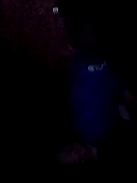 Wyleyxh online show from 11-30-25, 08:07