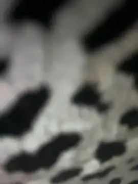 Snapshot of Sarita-candy chatting on 01-31-25, 08:01 Sarita-candy online show from 01-31-25, 08:01