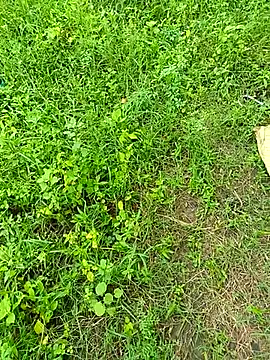 kummuduabbai online show from 09-12-25, 08:25