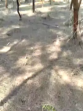 Gopal1243 online show from 02-20-25, 05:33