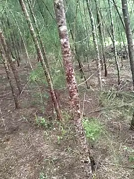 Gopal1243 online show from 10-19-25, 04:46