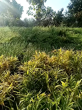 Desi Rider Aadi online show from 12-30-24, 03:47