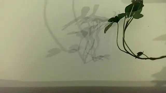 Snapshot of fdd13 chatting on 02-18-25, 06:37 fdd13 online show from 02-18-25, 06:37