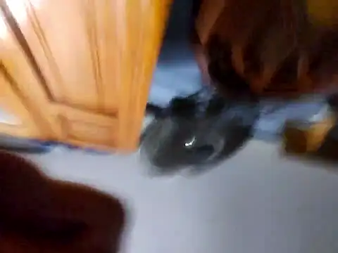 Daza67 online show from 04-05-26, 06:21