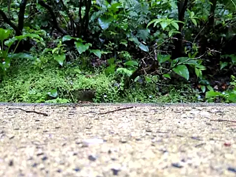 dk5888 online show from 04-09-26, 09:53